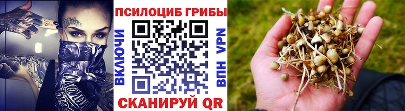 где можно купить   Калязин  Галлюциногенные грибы Psilocybine cubensis 